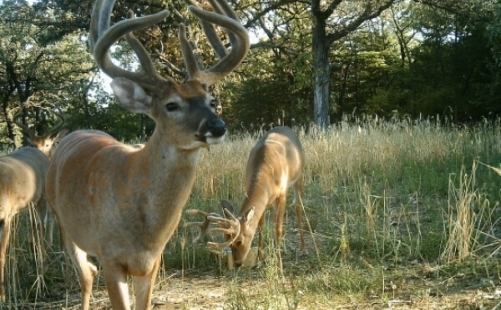 Creating a Deer-Friendly Habitat